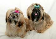 Professional Dog Groomers Services in Las Vegas