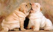chinese Shar Pei Cream (FOR SALE )