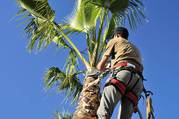 Palm Tree Trimming Las Vegas | Duranchi Tree Service